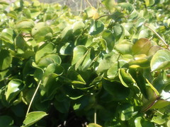 Dioscorea elephantipes