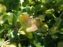 Dioscorea elephantipes