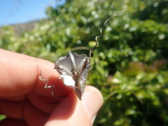 Dioscorea elephantipes