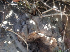 Dioscorea elephantipes