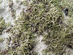 Speerschneidera euploca