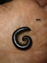 Ommatoiulus sabulosus