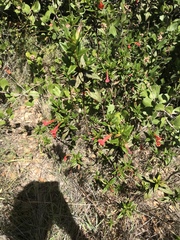 Diplacus parviflorus