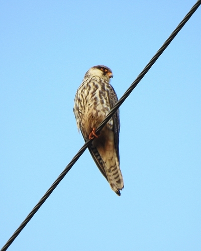 Amur Falcon (Falco amurensis), photo 8