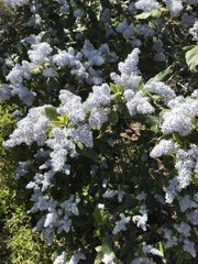 Ceanothus arboreus