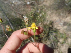 Senecio robertiifolius