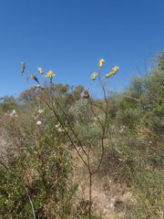 Senecio robertiifolius