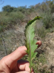 Senecio robertiifolius