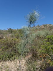 Anginon paniculatum