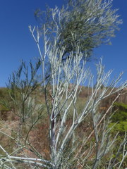 Anginon paniculatum