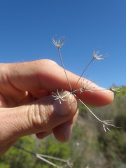Anginon paniculatum