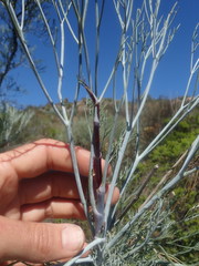Anginon paniculatum