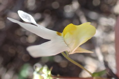Nemesia anisocarpa