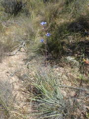 Aristea inaequalis