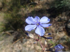 Aristea inaequalis