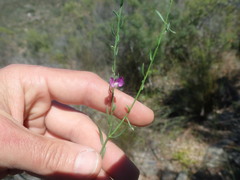 Polygala brachyphylla