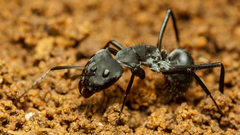 Camponotus eugeniae
