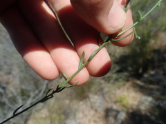 Polygala brachyphylla