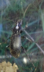 Pterostichus oblongopunctatus