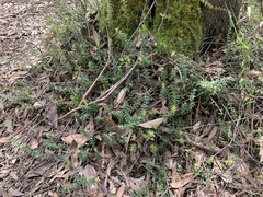 Acrotriche prostrata