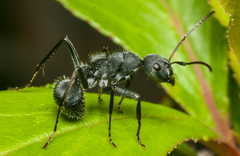 Orthonotomyrmex