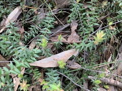 Acrotriche prostrata