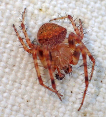 Araneus bispinosus