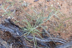 Alatoseta tenuis