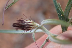 Alatoseta tenuis