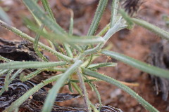 Alatoseta tenuis