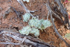 Helichrysum leontonyx