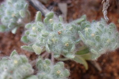 Helichrysum leontonyx
