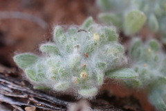 Helichrysum leontonyx
