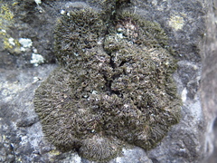 Speerschneidera euploca