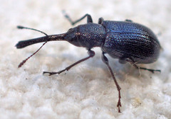 Rhynchitinae