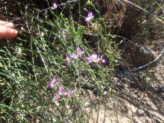 Polygala brachyphylla