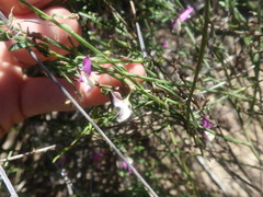 Polygala brachyphylla