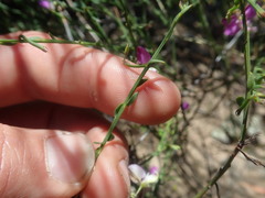 Polygala brachyphylla