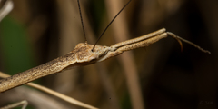 Compsothespis