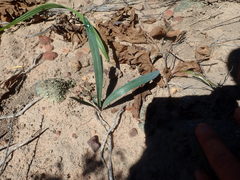 Euphorbia silenifolia