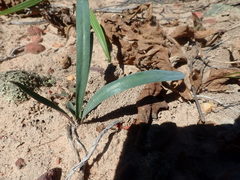 Euphorbia silenifolia