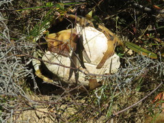 Psammobates geometricus