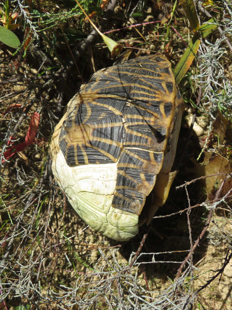 Geometric Tortoise