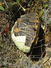 Psammobates geometricus