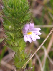 Euphrasia hirtella
