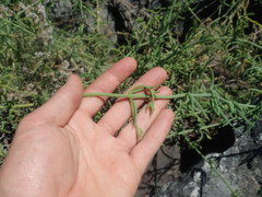 Mesembryanthemum viridiflorum