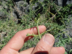 Mesembryanthemum viridiflorum