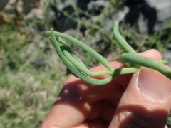 Mesembryanthemum viridiflorum