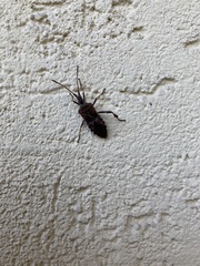 Leptoglossus occidentalis