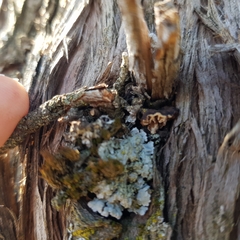 Lenzitopsis oxycedri